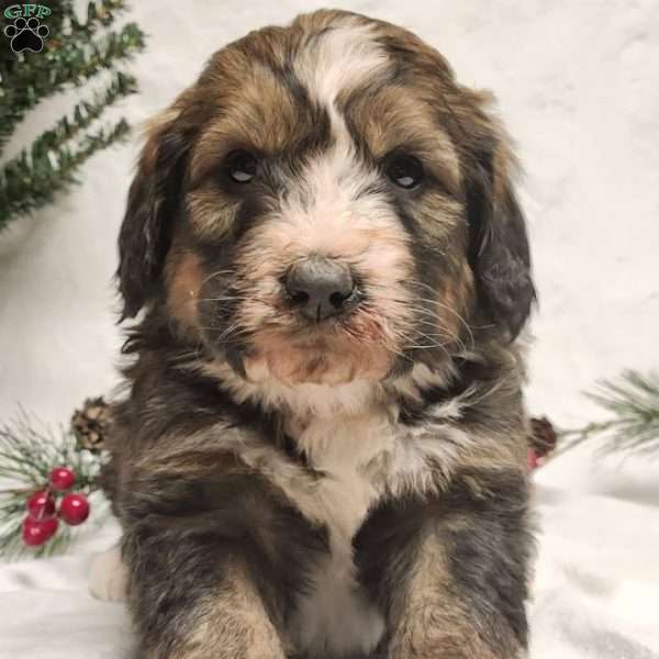 Jasper, Bernedoodle Puppy